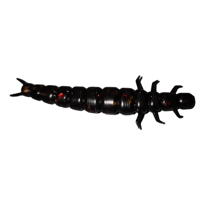 CADDIS FLY LARVA 2.2"